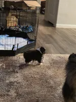 Dude, a male Toy Australian Shepherd for sale in Weatherford, TX – 5 of 6