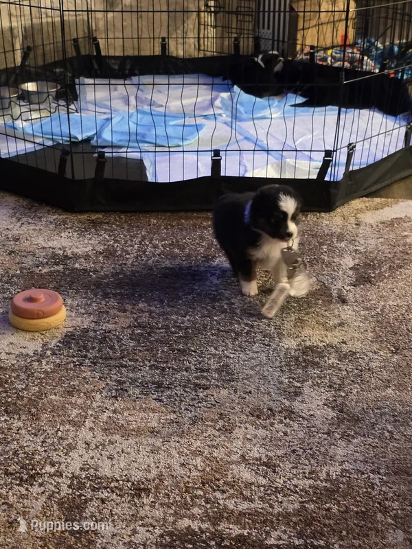 Dude – Toy Australian Shepherd puppy for sale in Weatherford, TX