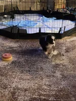 Dude, a male Toy Australian Shepherd for sale in Weatherford, TX – 1 of 6