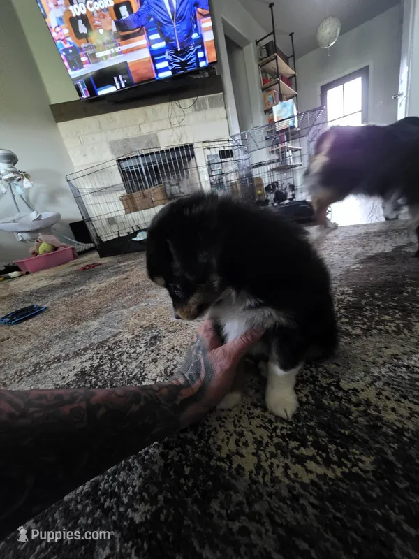 Mc – Toy Australian Shepherd puppy for sale in Weatherford, TX