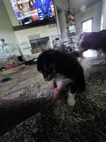 Mc, a male Toy Australian Shepherd for sale in Weatherford, TX – 1 of 3