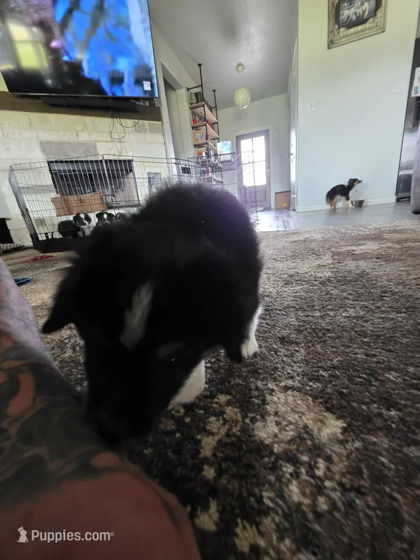 Bear – Toy Australian Shepherd puppy for sale in Weatherford, TX