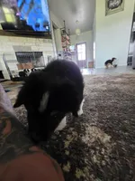 Bear, a female Toy Australian Shepherd for sale in Weatherford, TX – 1 of 7