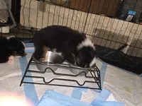 Dude, a male Toy Australian Shepherd for sale in Weatherford, TX – 2 of 6