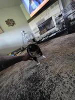 Bear, a female Toy Australian Shepherd for sale in Weatherford, TX – 6 of 7