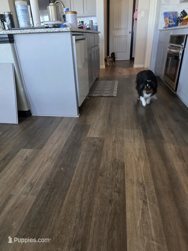 Mini pekka – Toy Australian Shepherd puppy for sale in Weatherford, TX