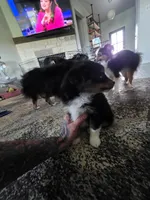 Mc, a male Toy Australian Shepherd for sale in Weatherford, TX – 2 of 3