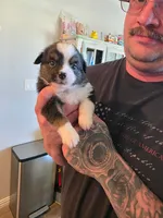 Dude, a male Toy Australian Shepherd for sale in Weatherford, TX – 6 of 6