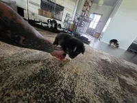 Bear, a female Toy Australian Shepherd for sale in Weatherford, TX – 5 of 7