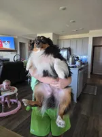 Mini pekka, a male Toy Australian Shepherd for sale in Weatherford, TX – 3 of 6