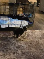 Dude, a male Toy Australian Shepherd for sale in Weatherford, TX – 3 of 6