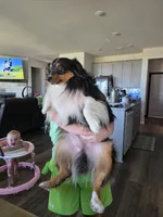 Mini pekka, a male Toy Australian Shepherd for sale in Weatherford, TX – 2 of 6