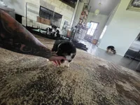 Bear, a female Toy Australian Shepherd for sale in Weatherford, TX – 3 of 7
