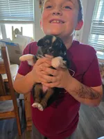 Bear, a female Toy Australian Shepherd for sale in Weatherford, TX – 2 of 7