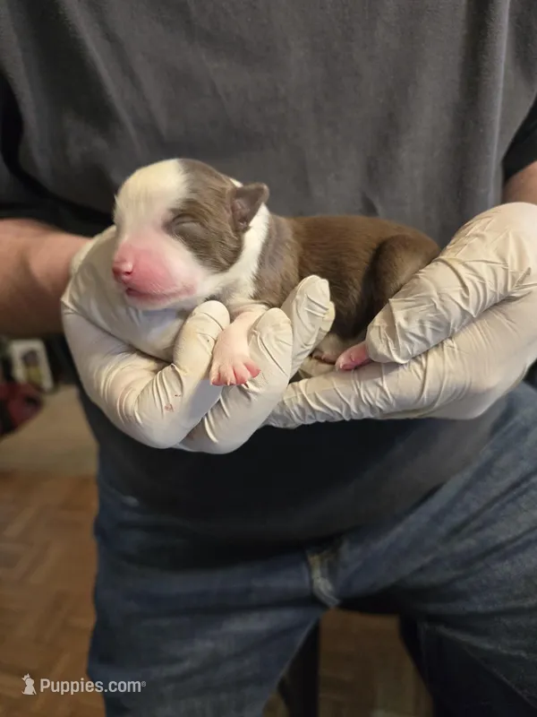 Seven – Miniature Australian Shepherd puppy for sale in Ames, IA