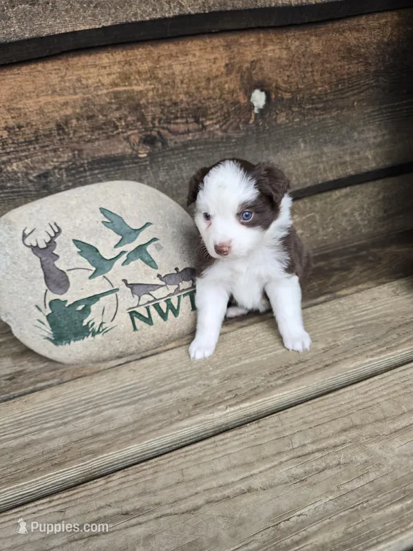 Ginger – Miniature Australian Shepherd puppy for sale in Ames, IA