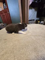 Ginger, a female Miniature Australian Shepherd for sale in Ames, IA – Photo 5 of 5