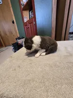 Ginger, a female Miniature Australian Shepherd for sale in Ames, IA – Photo 2 of 5