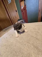 Ginger, a female Miniature Australian Shepherd for sale in Ames, IA – Photo 3 of 5