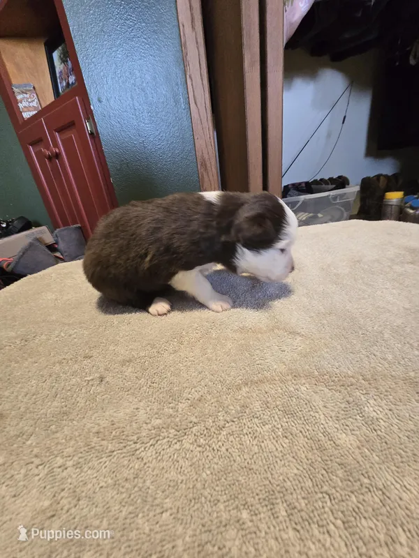 Ginger – Miniature Australian Shepherd puppy for sale in Ames, IA