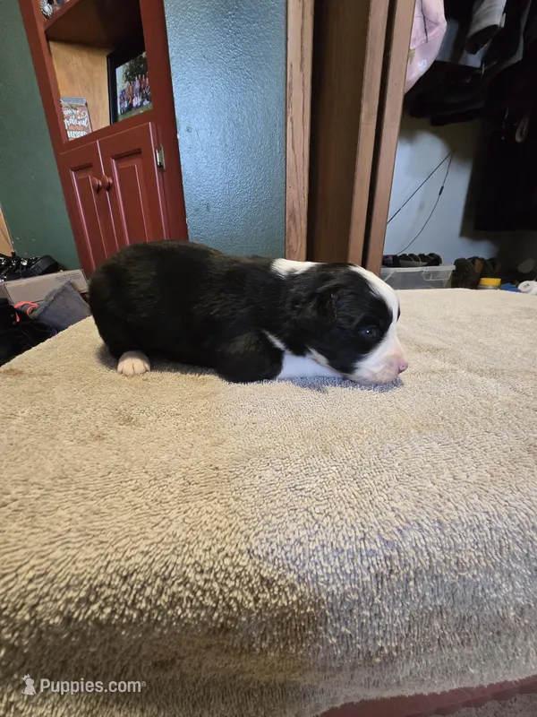 Pepper – Miniature Australian Shepherd puppy for sale in Ames, IA