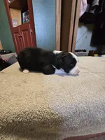 Pepper, a male Miniature Australian Shepherd for sale in Ames, IA – Photo 1 of 5