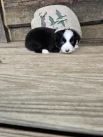 Pepper, a male Miniature Australian Shepherd for sale in Ames, IA – 7 of 9