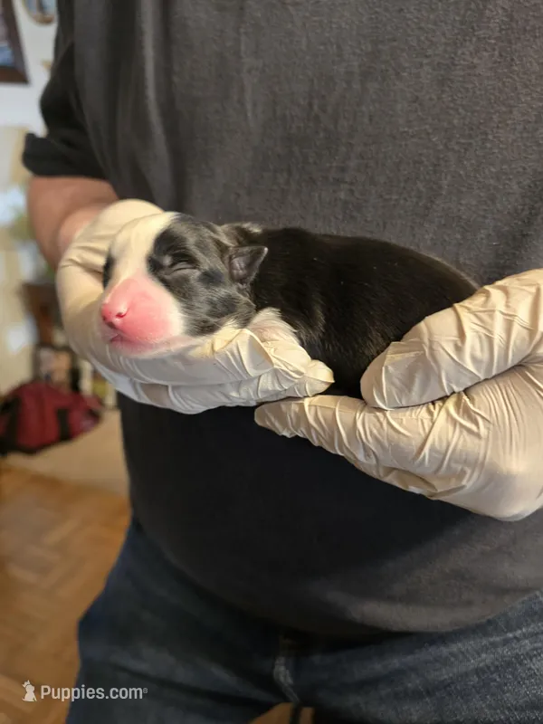 Four – Miniature Australian Shepherd puppy for sale in Ames, IA