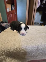 Pepper, a male Miniature Australian Shepherd for sale in Ames, IA – Photo 5 of 5