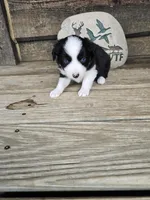 Pepper, a male Miniature Australian Shepherd for sale in Ames, IA – 9 of 9