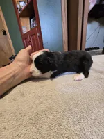 Pepper, a male Miniature Australian Shepherd for sale in Ames, IA – Photo 3 of 5