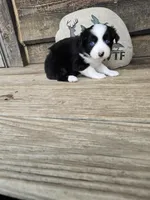 Pepper, a male Miniature Australian Shepherd for sale in Ames, IA – 8 of 9
