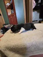 Pepper, a male Miniature Australian Shepherd for sale in Ames, IA – Photo 4 of 5