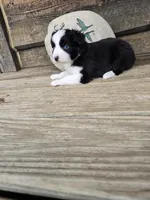 Pepper, a male Miniature Australian Shepherd for sale in Ames, IA – 1 of 9