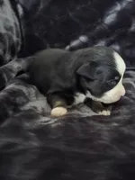 Blue, a female Miniature Australian Shepherd for sale in Ames, IA – Photo 3 of 7