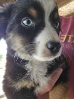 Blue, a female Miniature Australian Shepherd for sale in Ames, IA – Photo 4 of 7