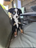 Blue, a female Miniature Australian Shepherd for sale in Ames, IA – Photo 6 of 7