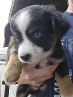 Blue, a female Miniature Australian Shepherd for sale in Ames, IA – Photo 5 of 7