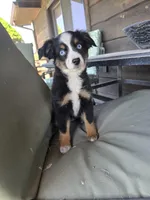 Blue, a female Miniature Australian Shepherd for sale in Ames, IA – Photo 7 of 7