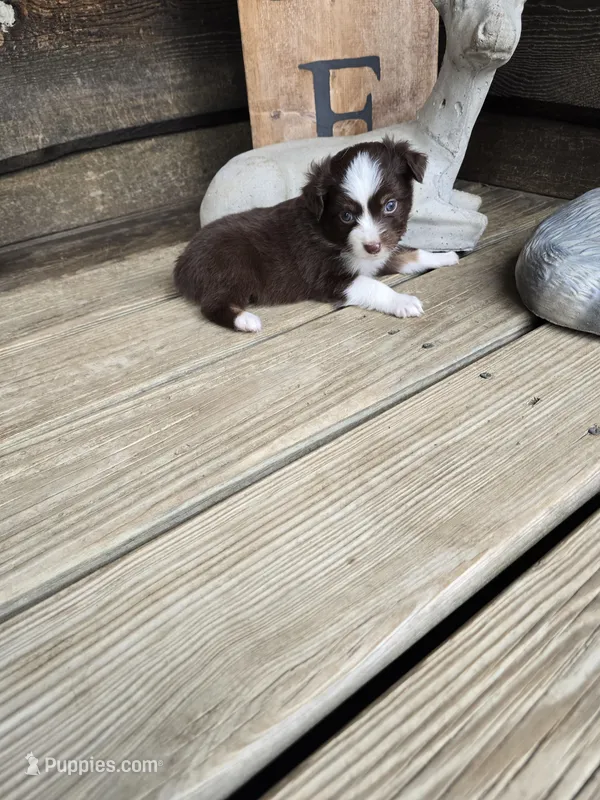 Peanut – Miniature Australian Shepherd puppy for sale in Ames, IA