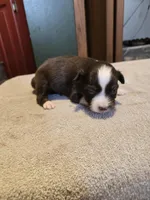 Peanut, a female Miniature Australian Shepherd for sale in Ames, IA – Photo 3 of 4