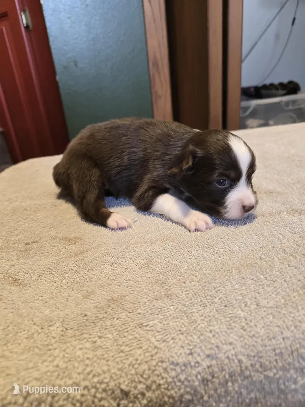 Peanut – Miniature Australian Shepherd puppy for sale in Ames, IA
