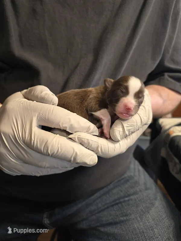 Six – Miniature Australian Shepherd puppy for sale in Ames, IA
