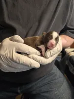 Peanut, a female Miniature Australian Shepherd for sale in Ames, IA – Photo 2 of 4