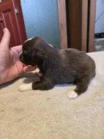 Peanut, a female Miniature Australian Shepherd for sale in Ames, IA – Photo 4 of 4