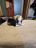 Noodle, a male Miniature Australian Shepherd for sale in Ames, IA – Photo 5 of 6