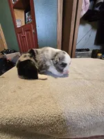 Noodle, a male Miniature Australian Shepherd for sale in Ames, IA – Photo 6 of 6