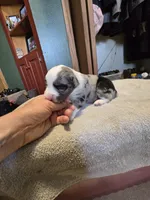 Noodle, a male Miniature Australian Shepherd for sale in Ames, IA – Photo 3 of 6