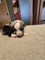Noodle, a male Miniature Australian Shepherd for sale in Ames, IA – Photo 4 of 6