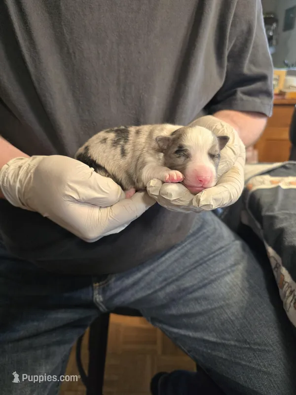 Eight – Miniature Australian Shepherd puppy for sale in Ames, IA